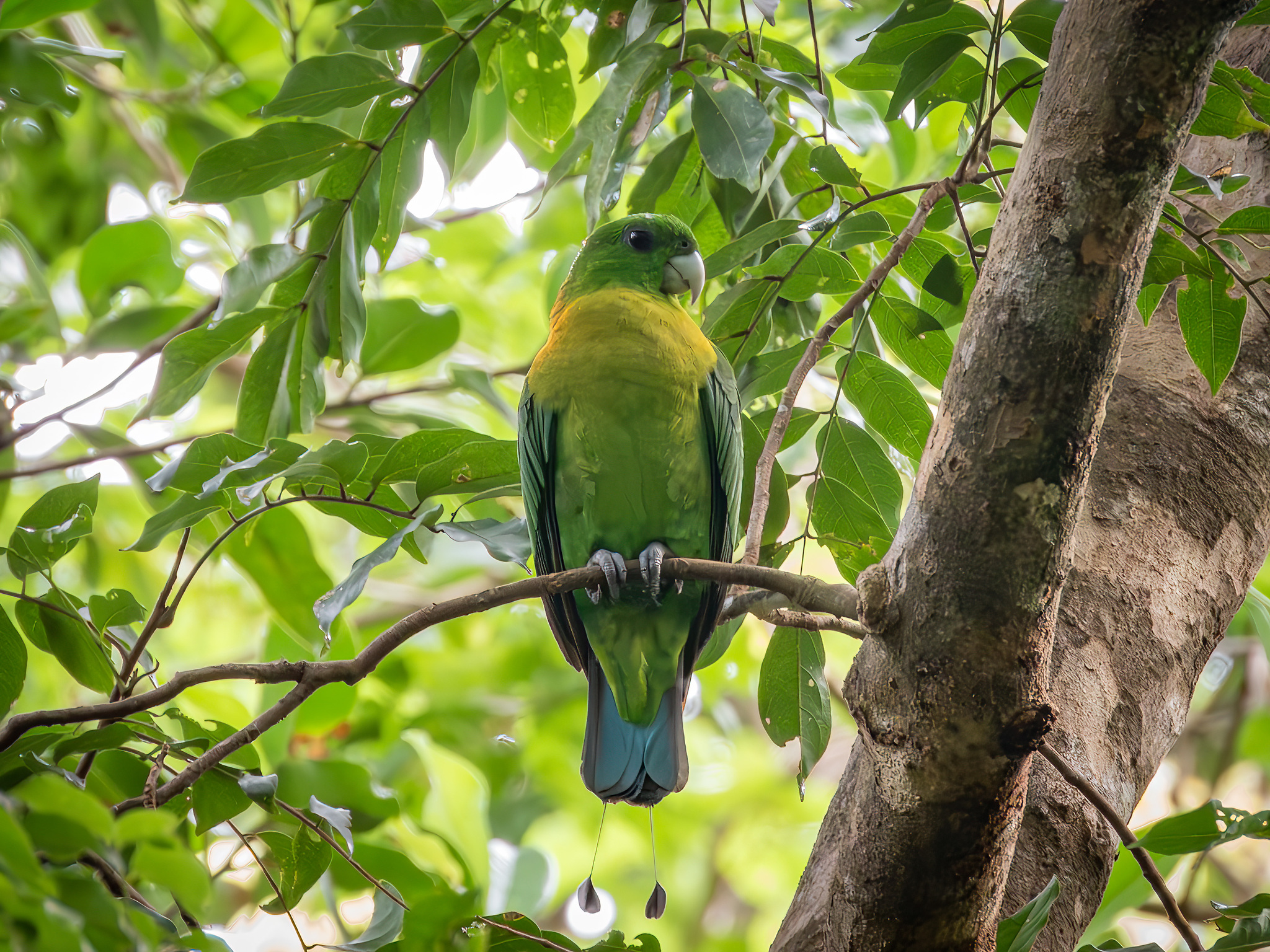 Yellow-breasted Racket-tail (Prioniturus flavicans), photo 5