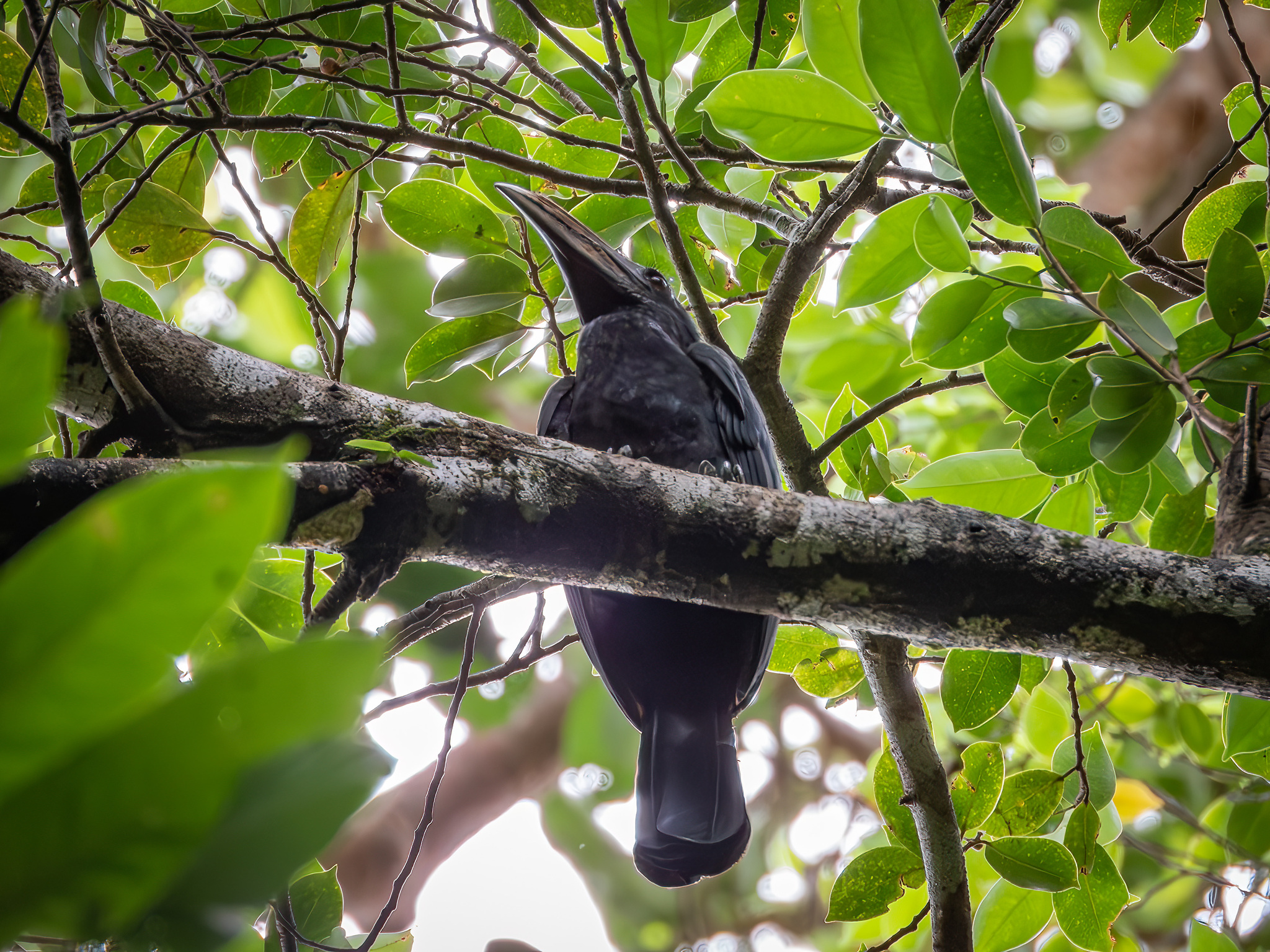 Sulawesi Hornbill (Rhabdotorrhinus exarhatus), photo 8