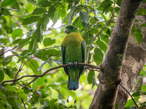 Yellow-breasted Racket-tail (Prioniturus flavicans), photo 9