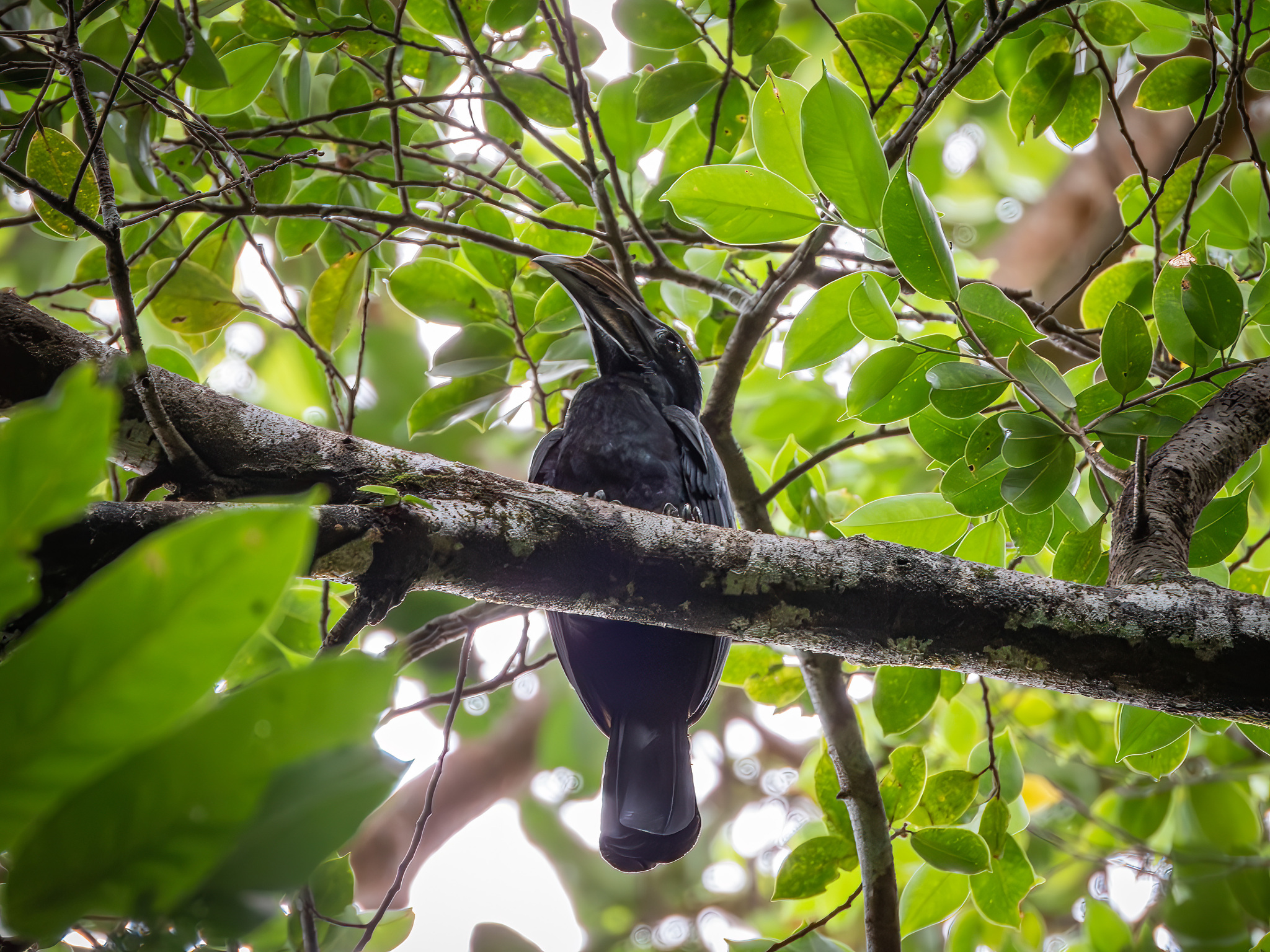 Sulawesi Hornbill (Rhabdotorrhinus exarhatus), photo 7