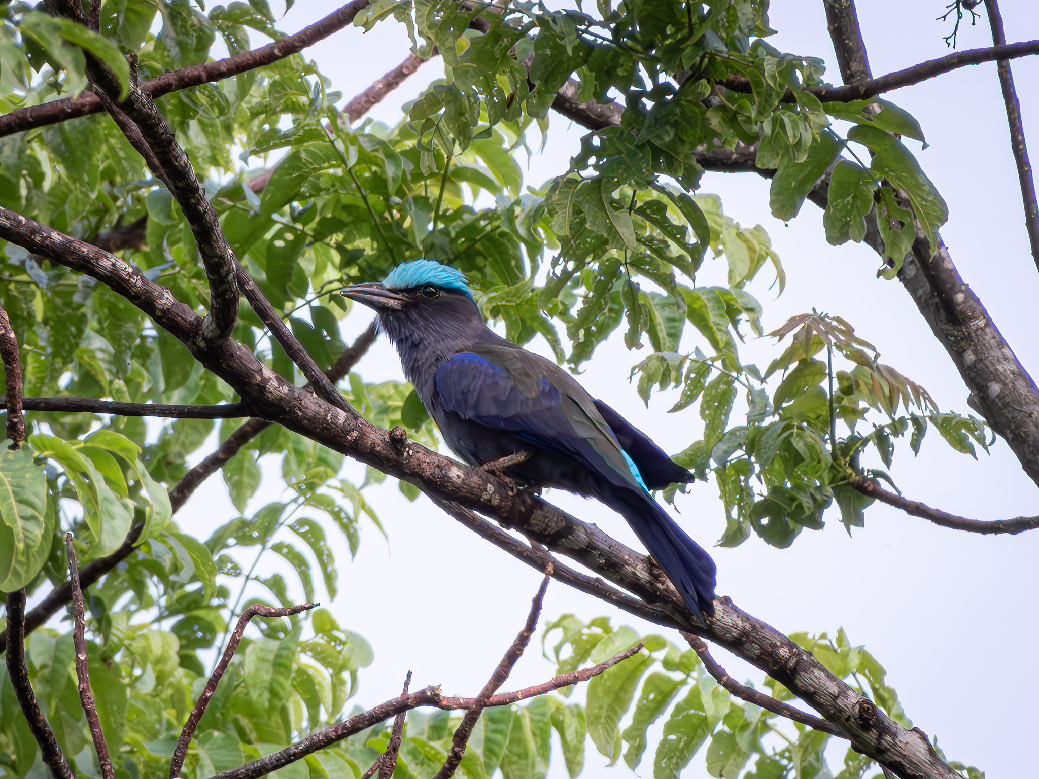 Purple-winged Roller (Coracias temminckii), photo 2