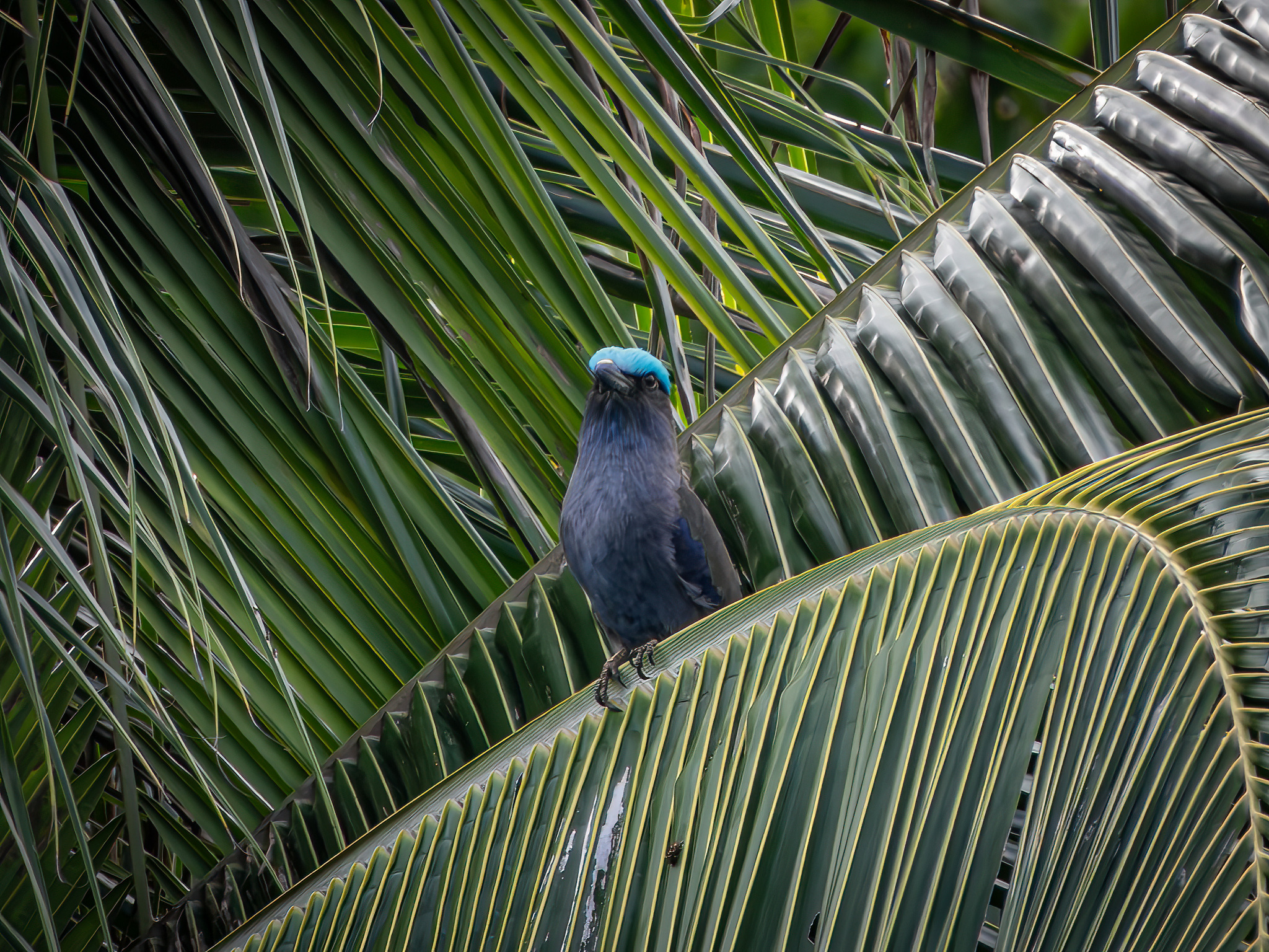 Purple-winged Roller (Coracias temminckii), photo 9