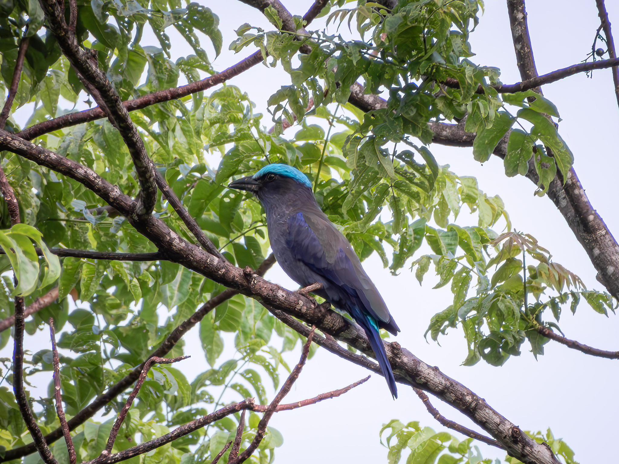 Purple-winged Roller (Coracias temminckii), photo 8
