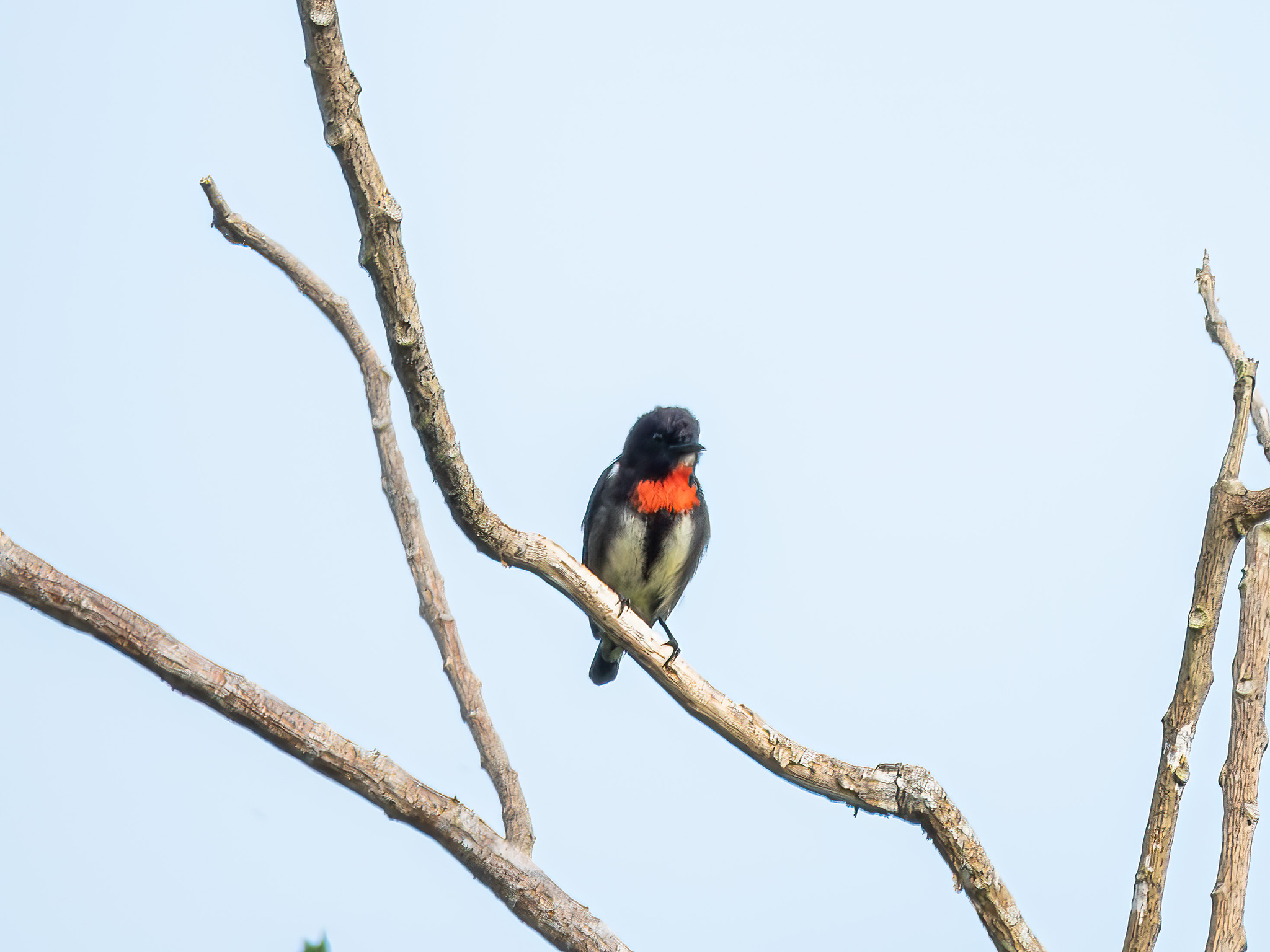 Grey-sided Flowerpecker (Dicaeum celebicum), photo 2