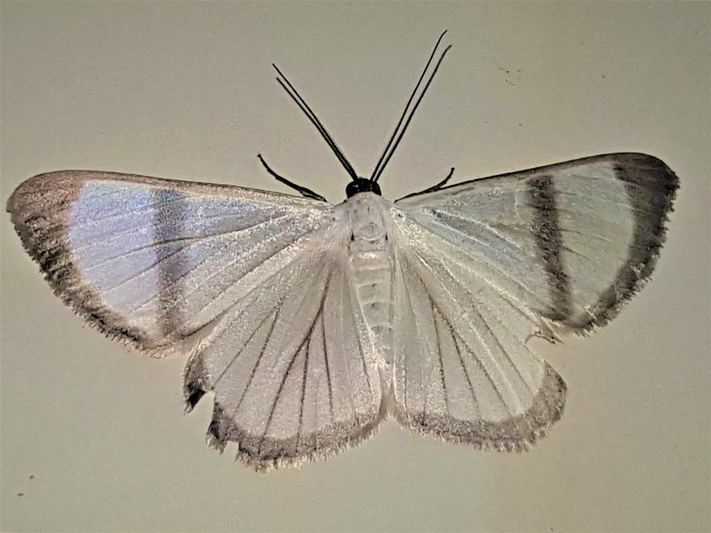Perigramma celerenaria