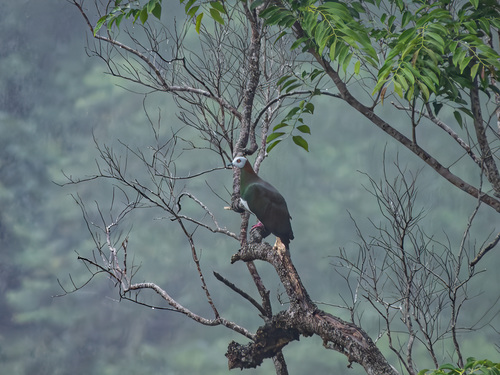White-bellied Imperial Pigeon (Ducula forsteni)