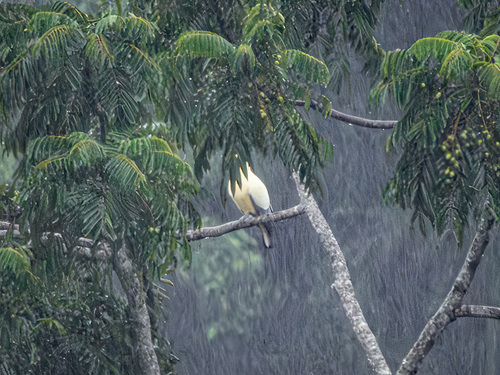 Silver-tipped Imperial Pigeon (Ducula luctuosa)