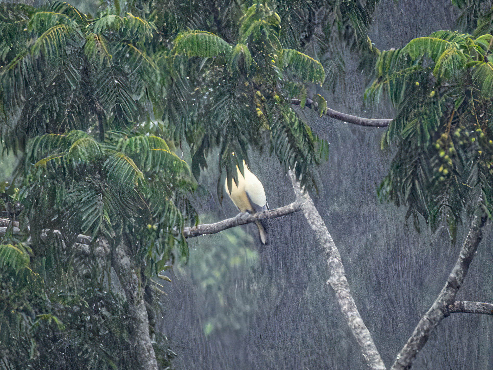 Silver-tipped Imperial Pigeon (Ducula luctuosa), photo 1