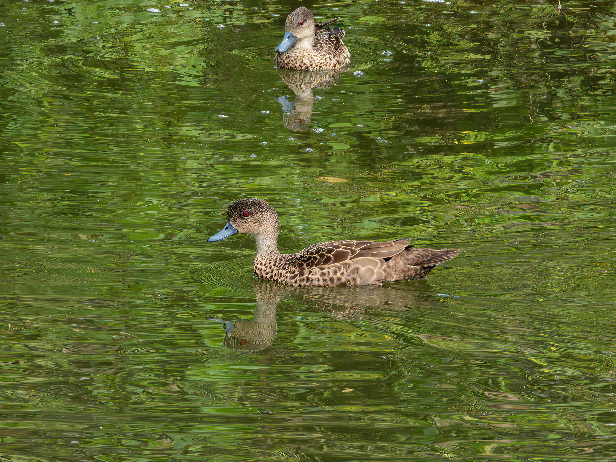 Sunda Teal (Anas gibberifrons), photo 10