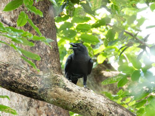 Sulawesi Crow (Corvus celebensis), photo 7