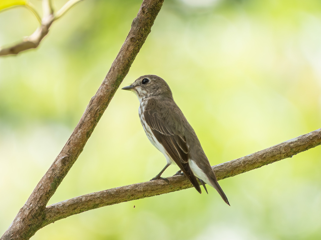 Gray-spotted Flycatcher (Muscicapa griseisticta)