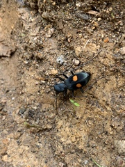 Pseudoxycheila tarsalis