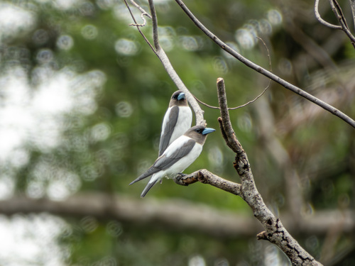 Ivory-backed Woodswallow (Artamus monachus)