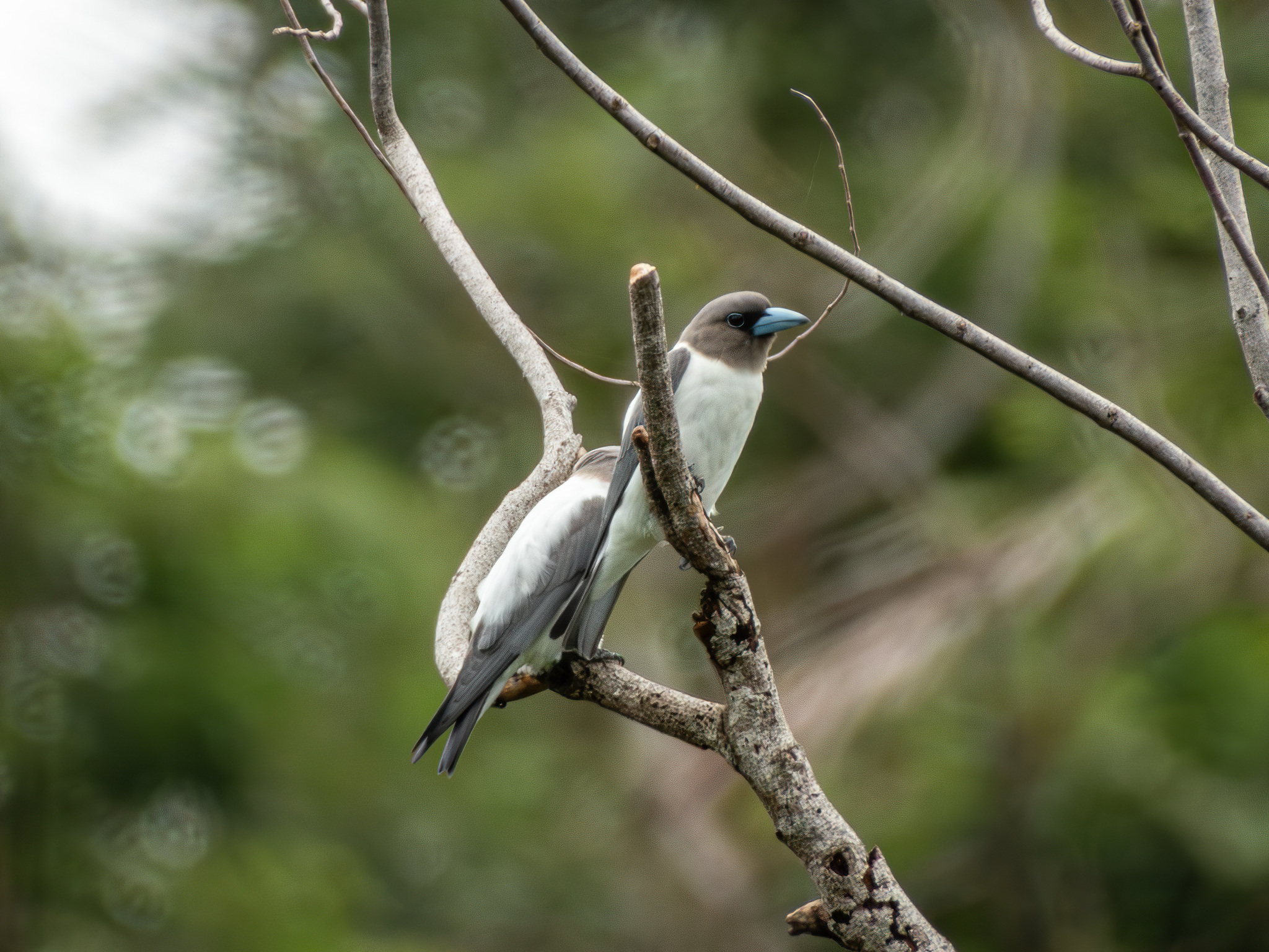 Ivory-backed Woodswallow (Artamus monachus), photo 2