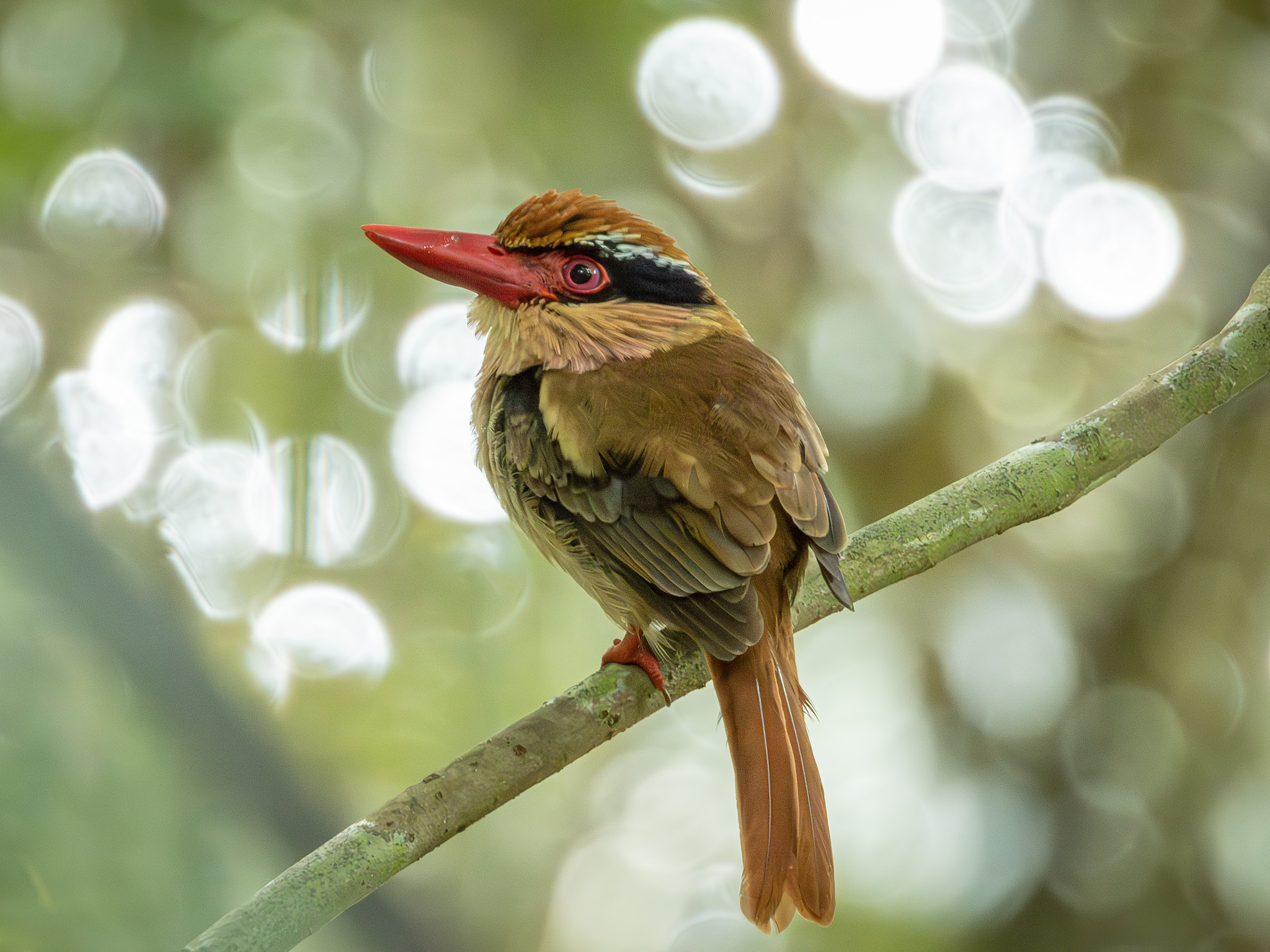 Sulawesi Lilac Kingfisher (Cittura cyanotis), photo 4
