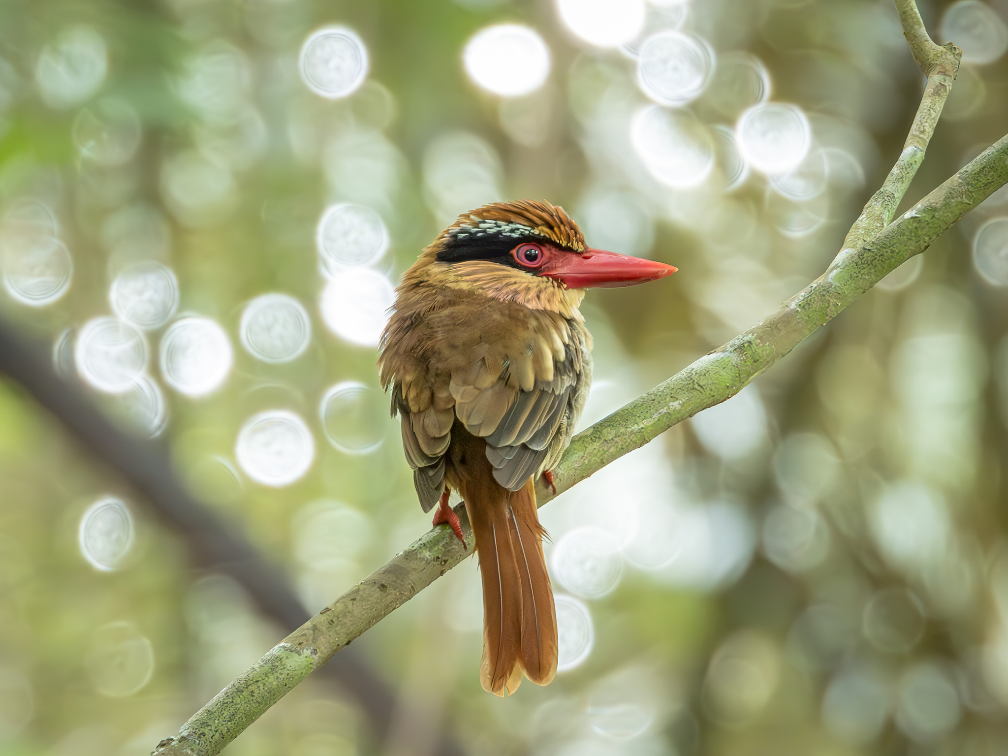 Sulawesi Lilac Kingfisher (Cittura cyanotis), photo 3