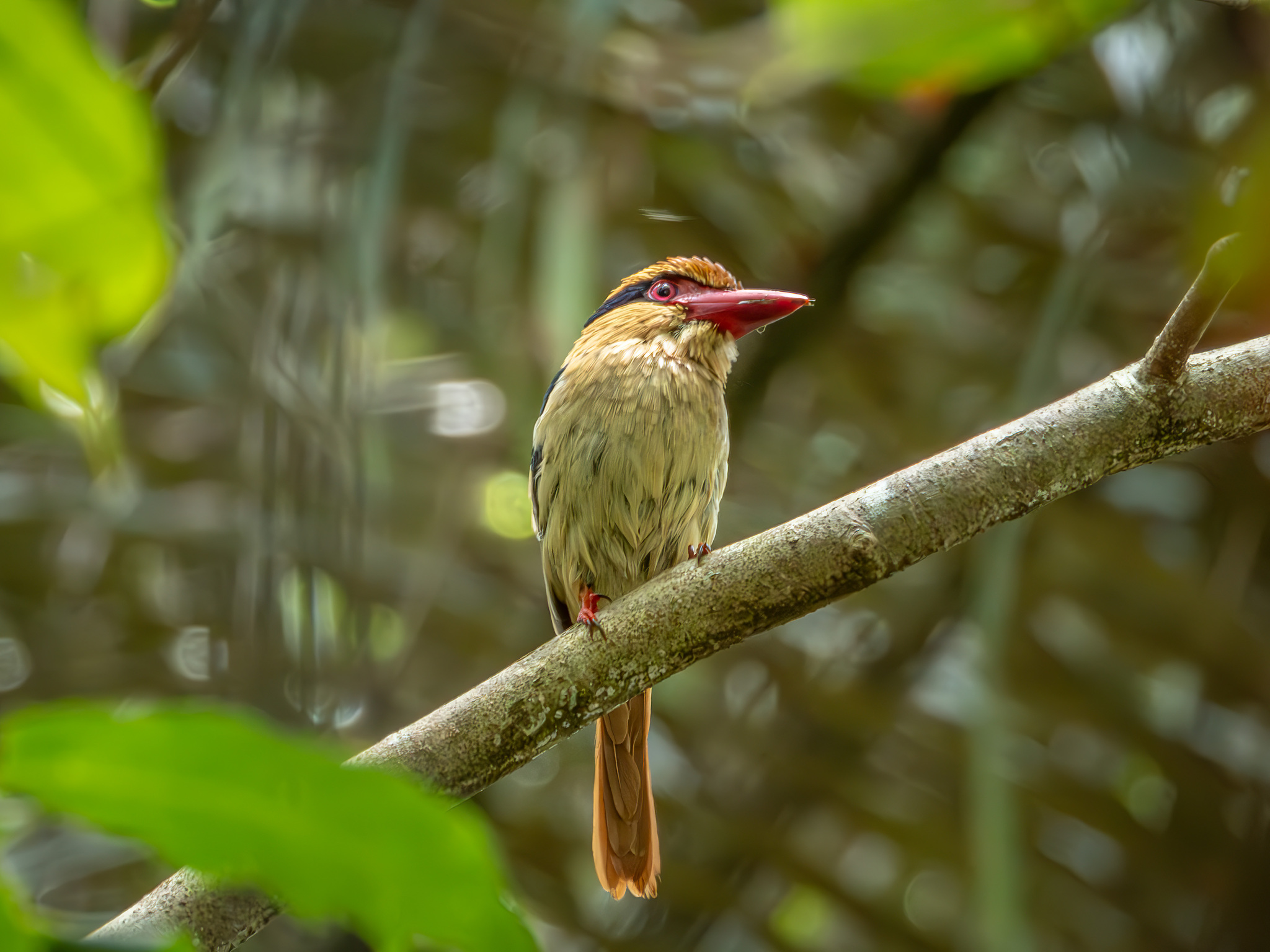 Sulawesi Lilac Kingfisher (Cittura cyanotis), photo 2