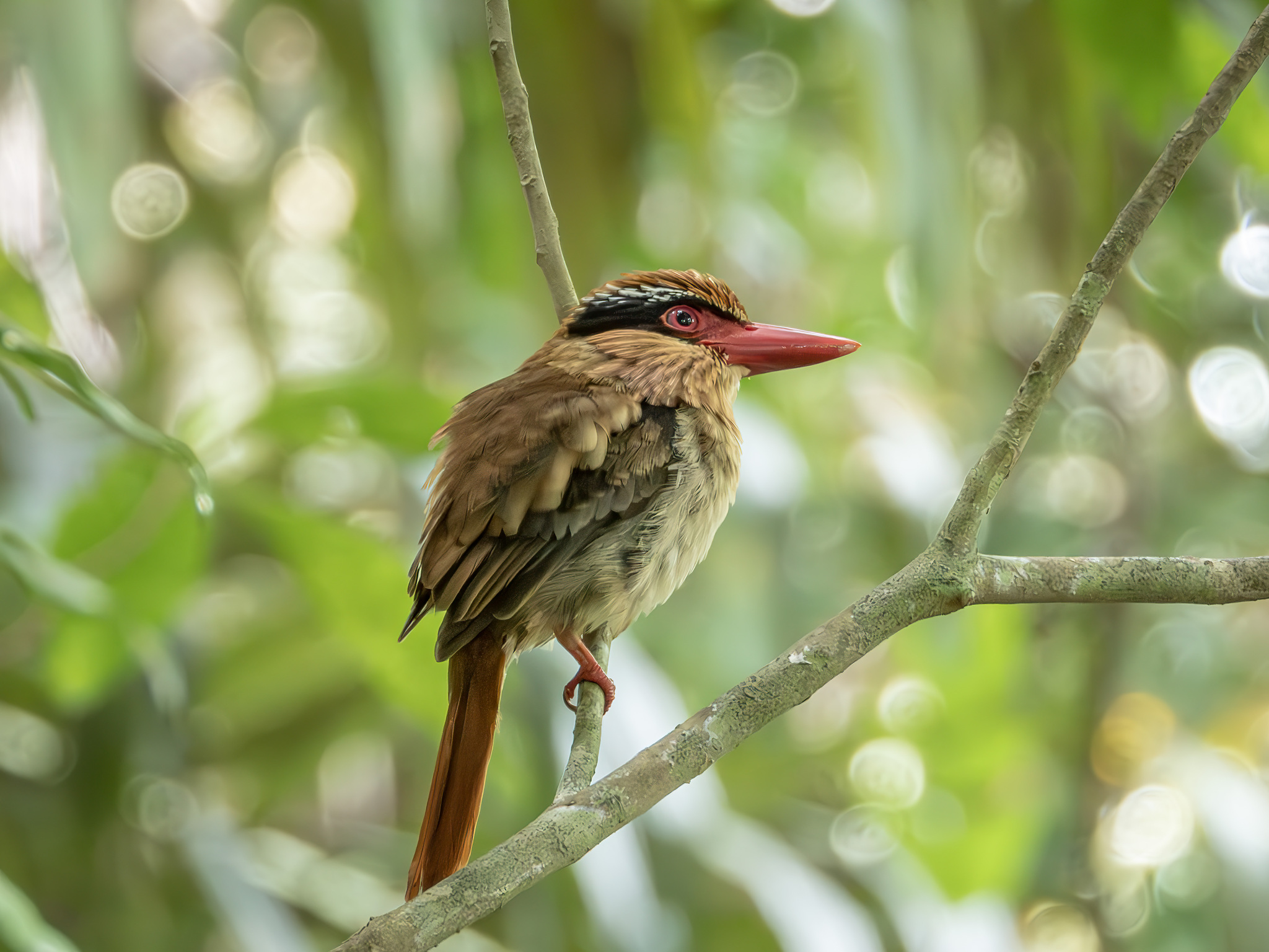 Sulawesi Lilac Kingfisher (Cittura cyanotis), photo 5