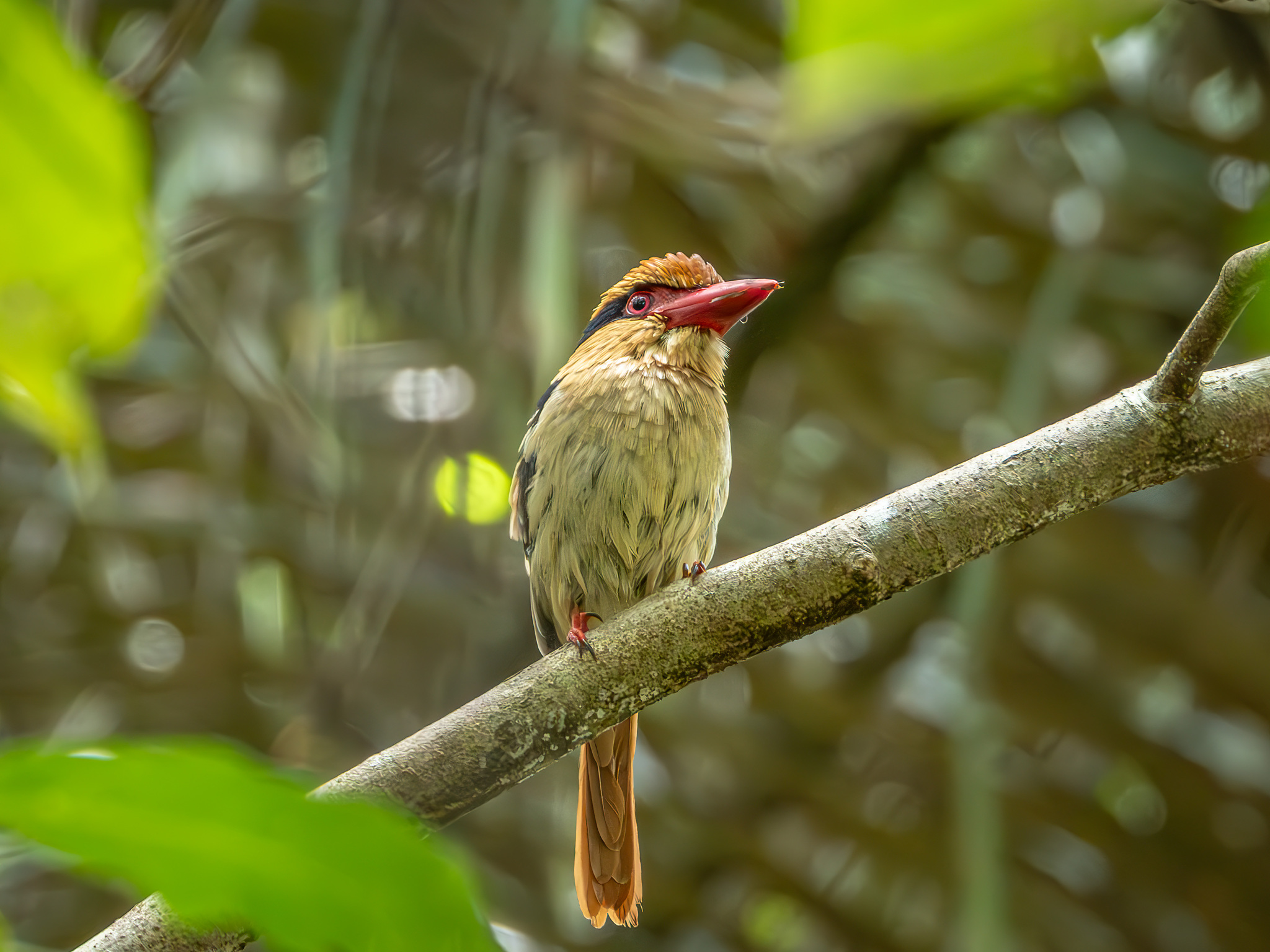 Sulawesi Lilac Kingfisher (Cittura cyanotis), photo 1