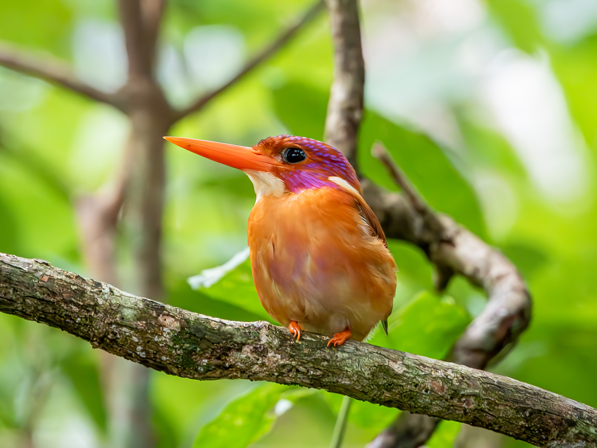 Sulawesi Dwarf Kingfisher (Ceyx fallax), photo 10