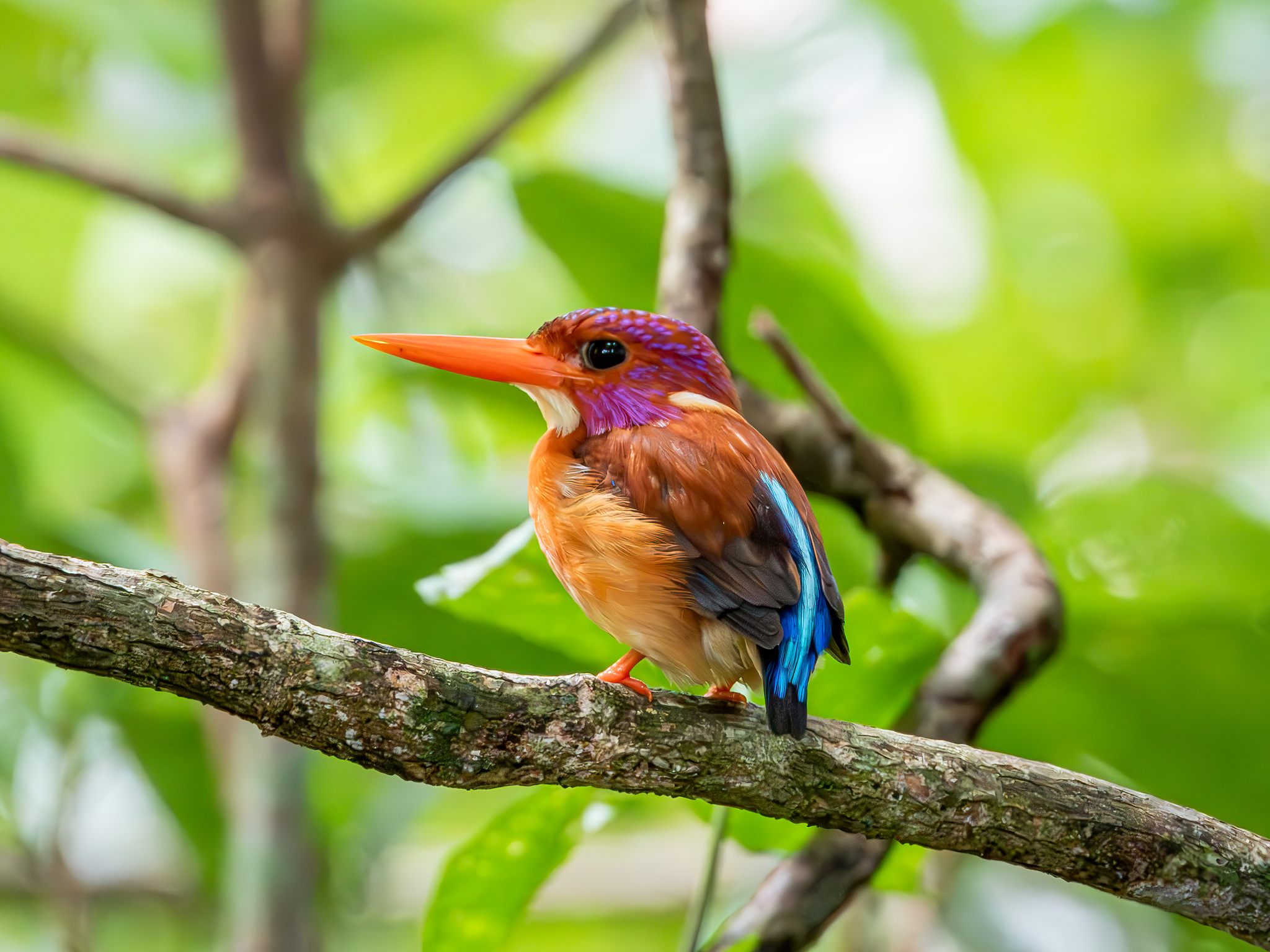 Sulawesi Dwarf Kingfisher (Ceyx fallax), photo 2