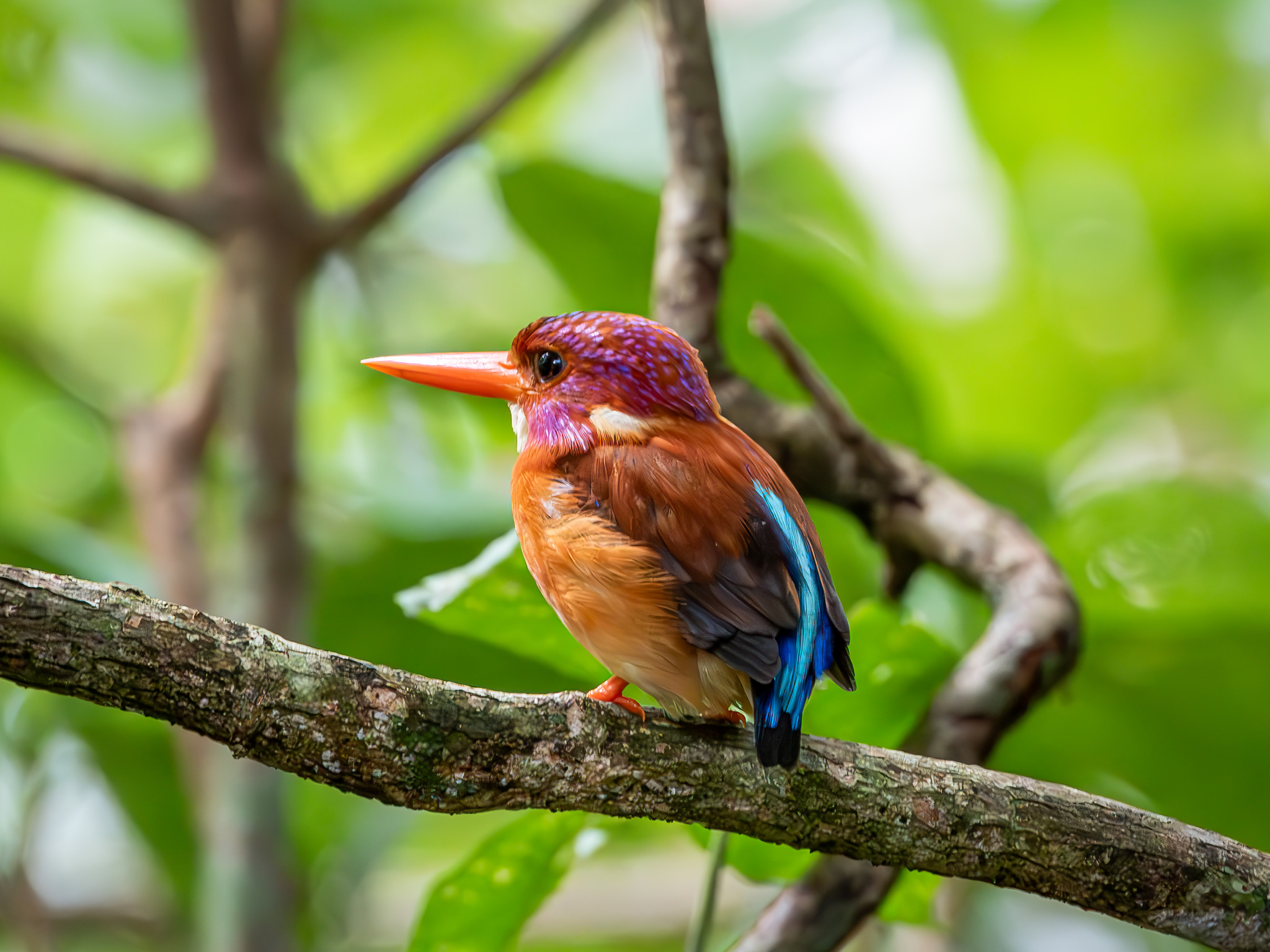Sulawesi Dwarf Kingfisher (Ceyx fallax), photo 3