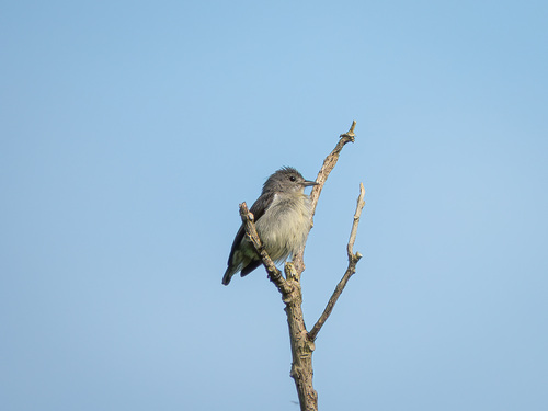 Grey-sided Flowerpecker (Dicaeum celebicum), photo 3