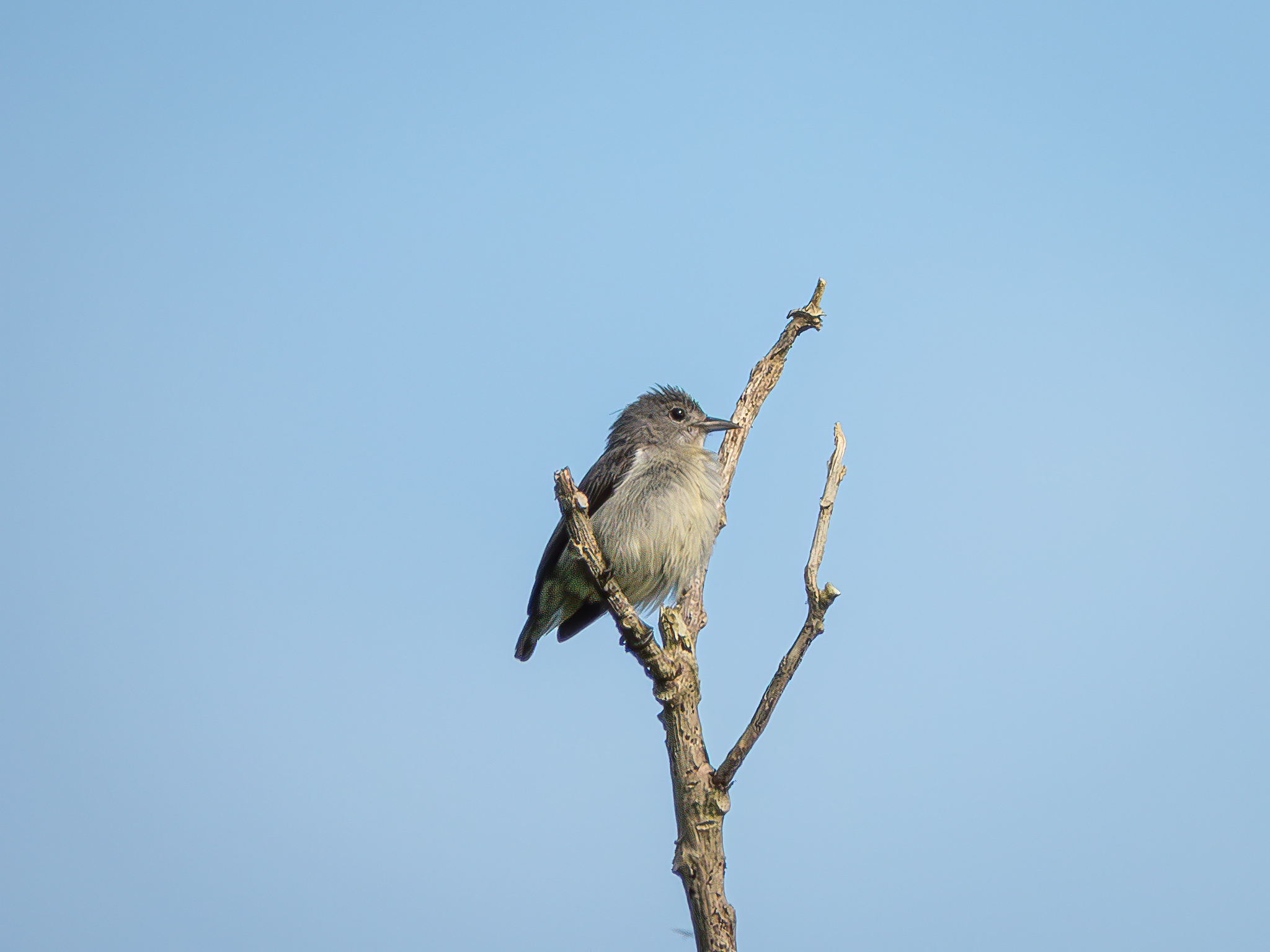 Grey-sided Flowerpecker (Dicaeum celebicum), photo 3