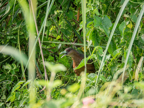 Isabelline Bush-hen (Amaurornis isabellina)