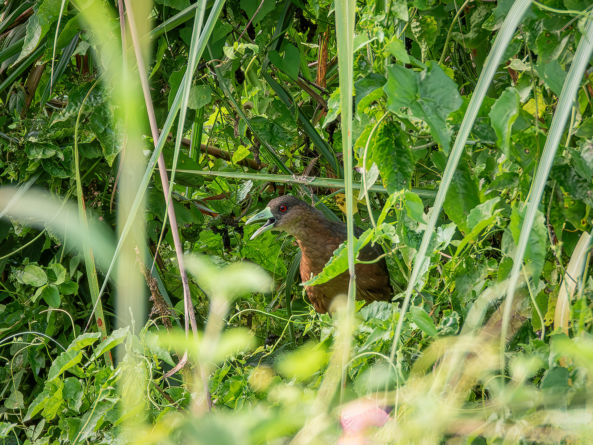 Isabelline Bush-hen (Amaurornis isabellina), photo 1