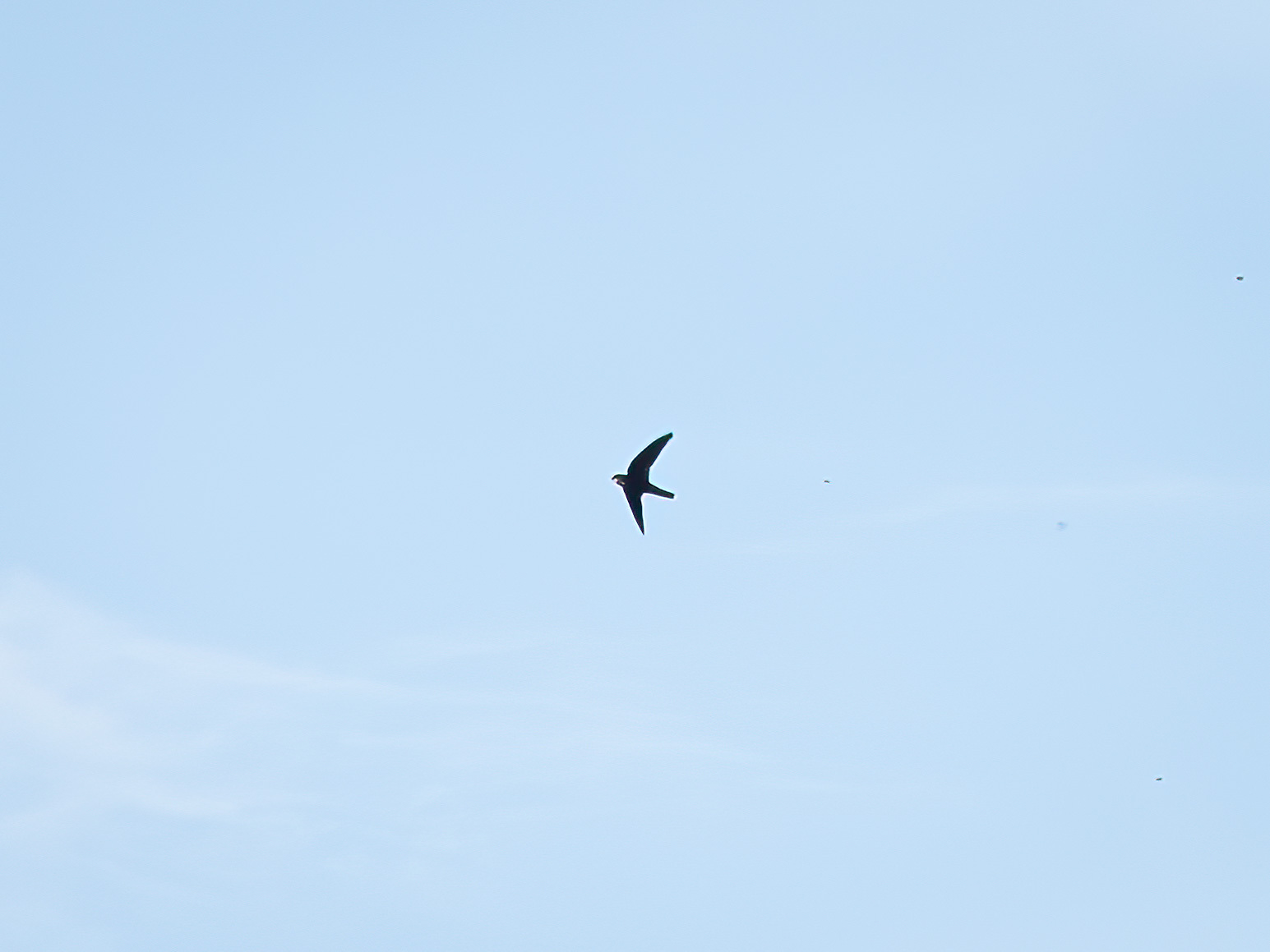 Uniform Swiftlet (Aerodramus vanikorensis), photo 2