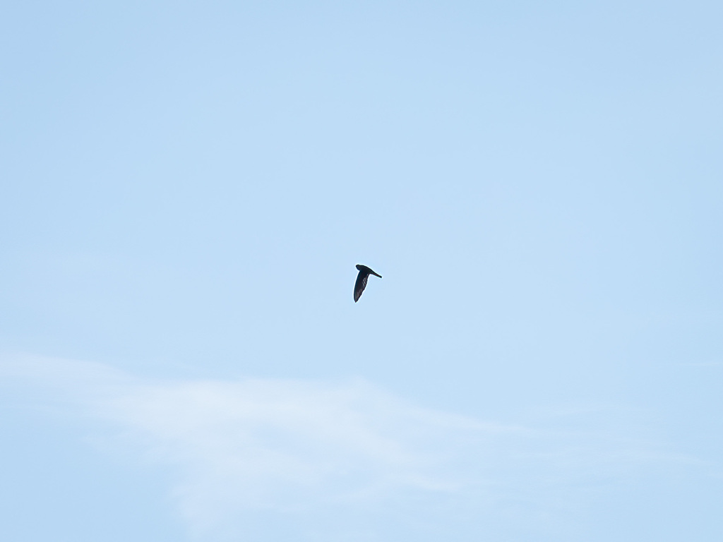 Gray Swiftlet (Aerodramus vanikorensis)