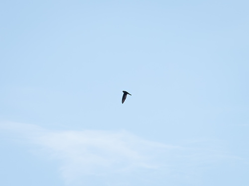 Uniform Swiftlet (Aerodramus vanikorensis)
