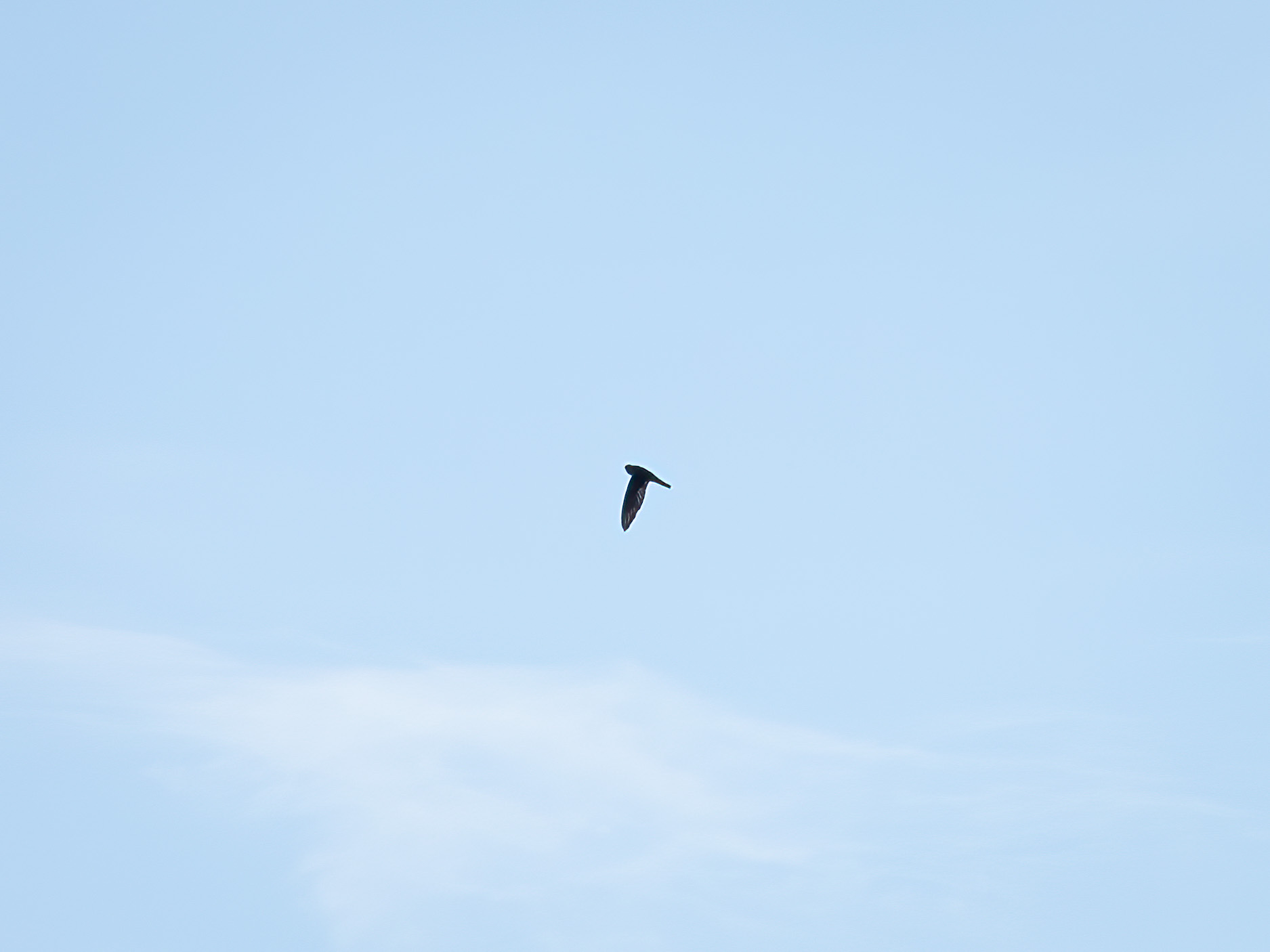 Uniform Swiftlet (Aerodramus vanikorensis), photo 1