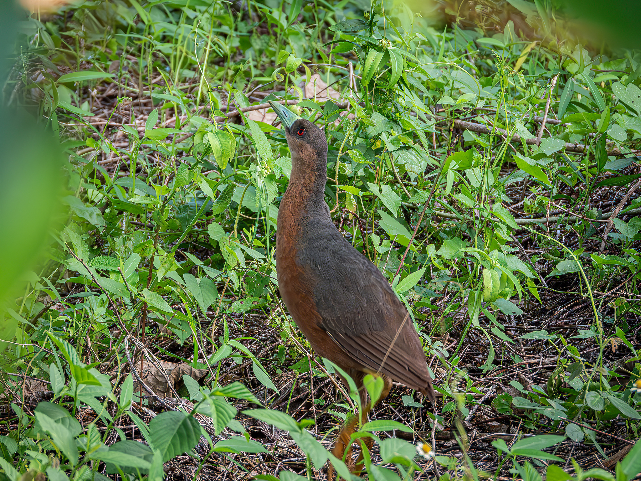 Isabelline Bush-hen (Amaurornis isabellina), photo 2
