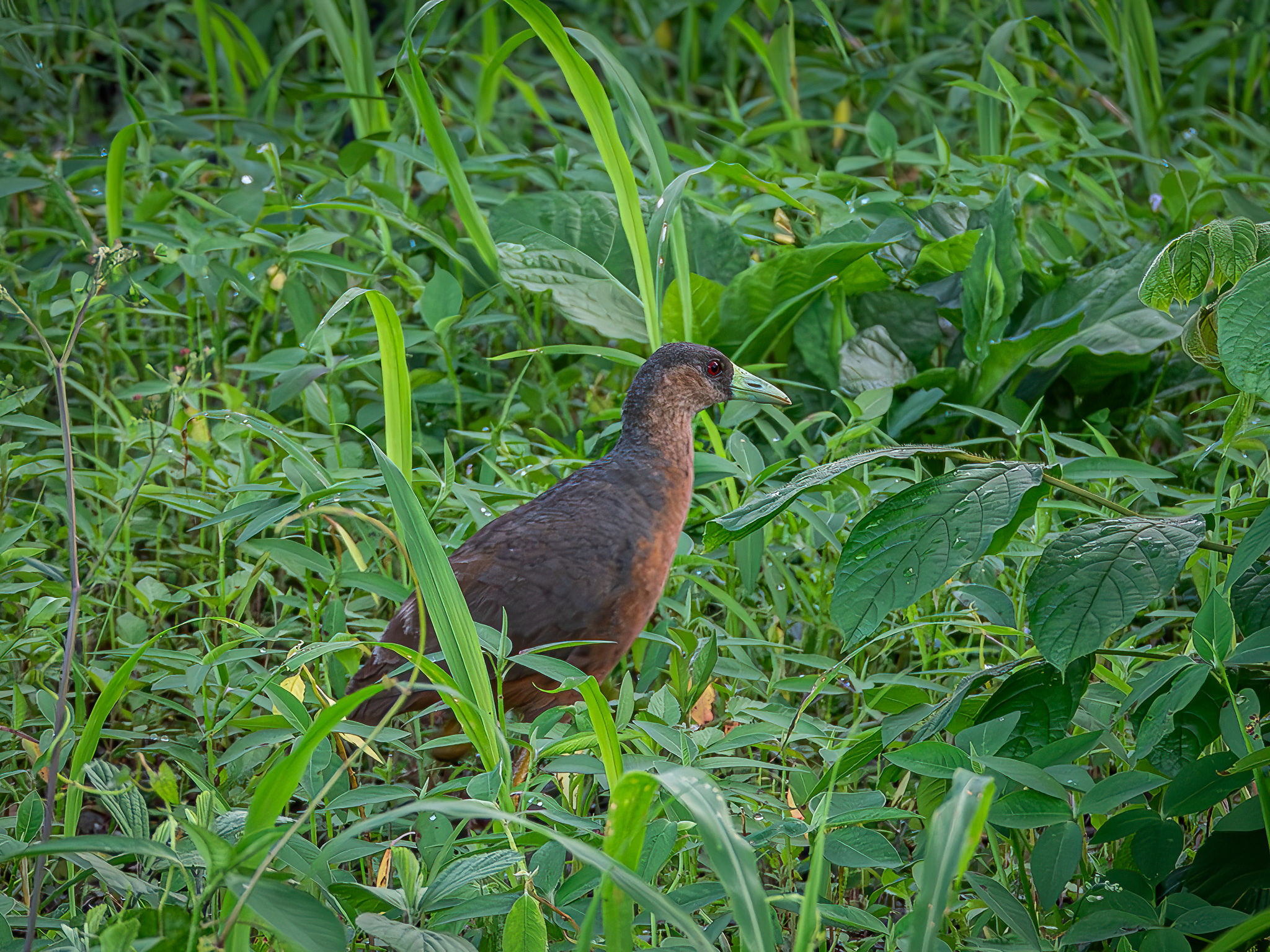 Isabelline Bush-hen (Amaurornis isabellina), photo 3