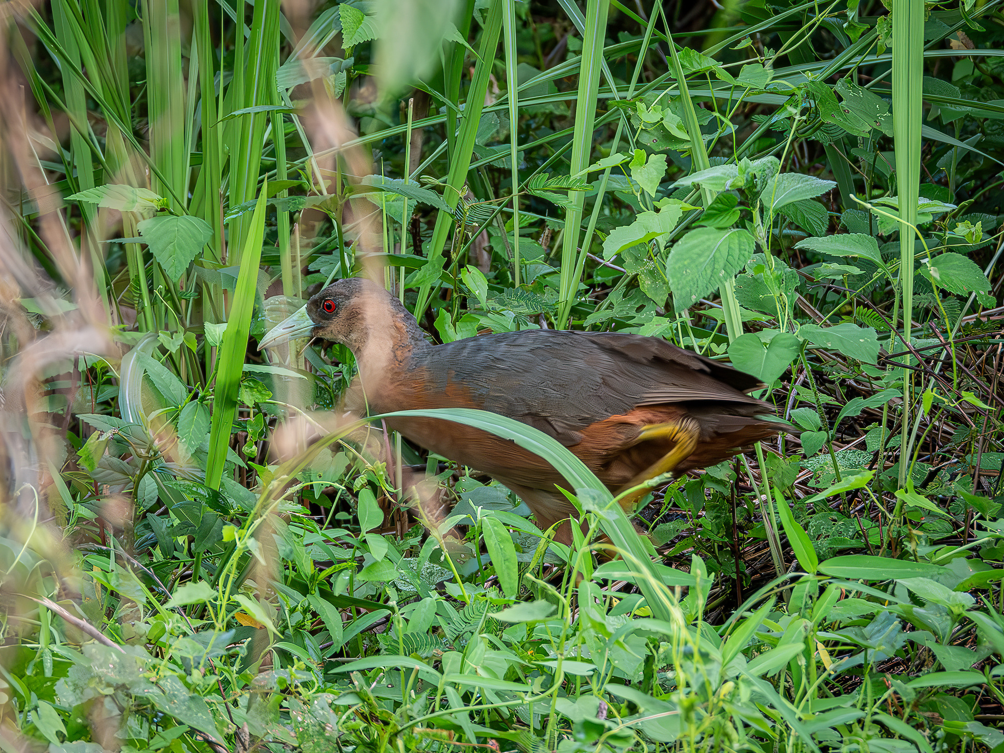 Isabelline Bush-hen (Amaurornis isabellina), photo 4