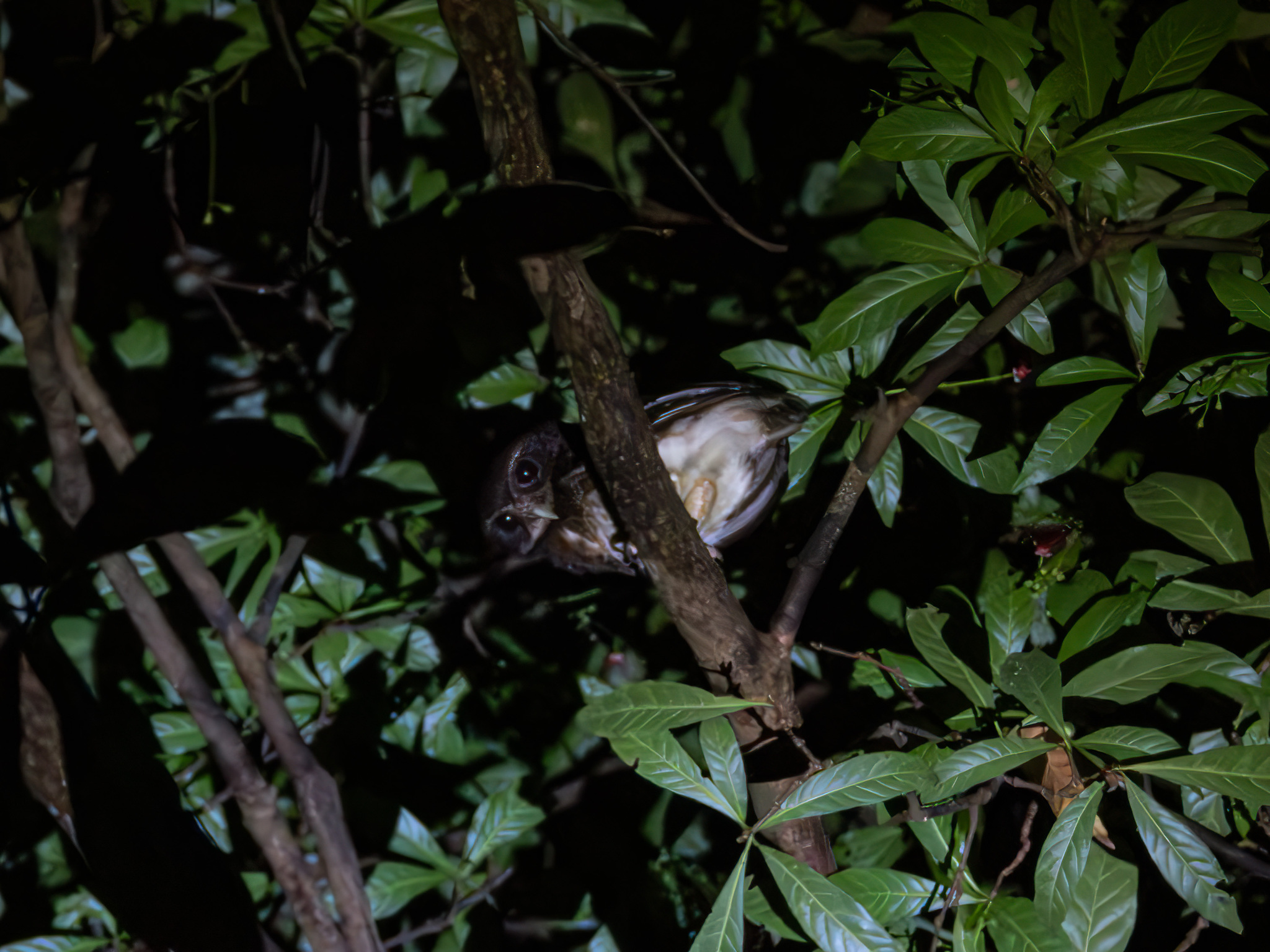 Speckled Boobook (Ninox punctulata), photo 2
