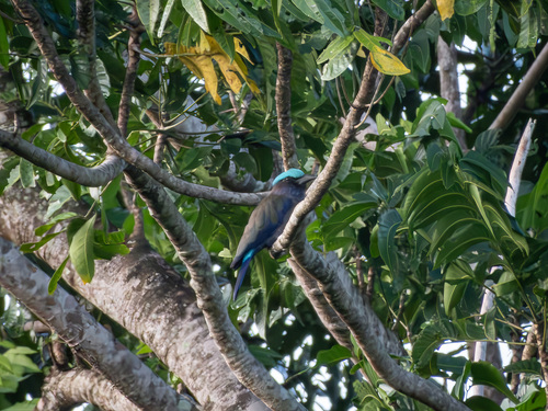 Purple-winged Roller (Coracias temminckii)