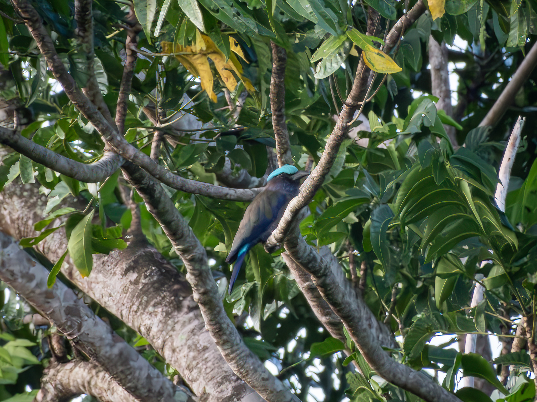 Purple-winged Roller (Coracias temminckii), photo 1