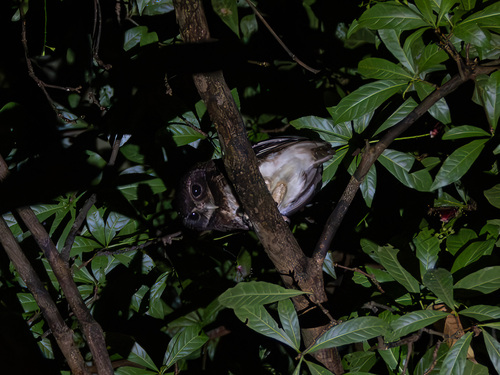 Speckled Boobook (Ninox punctulata)