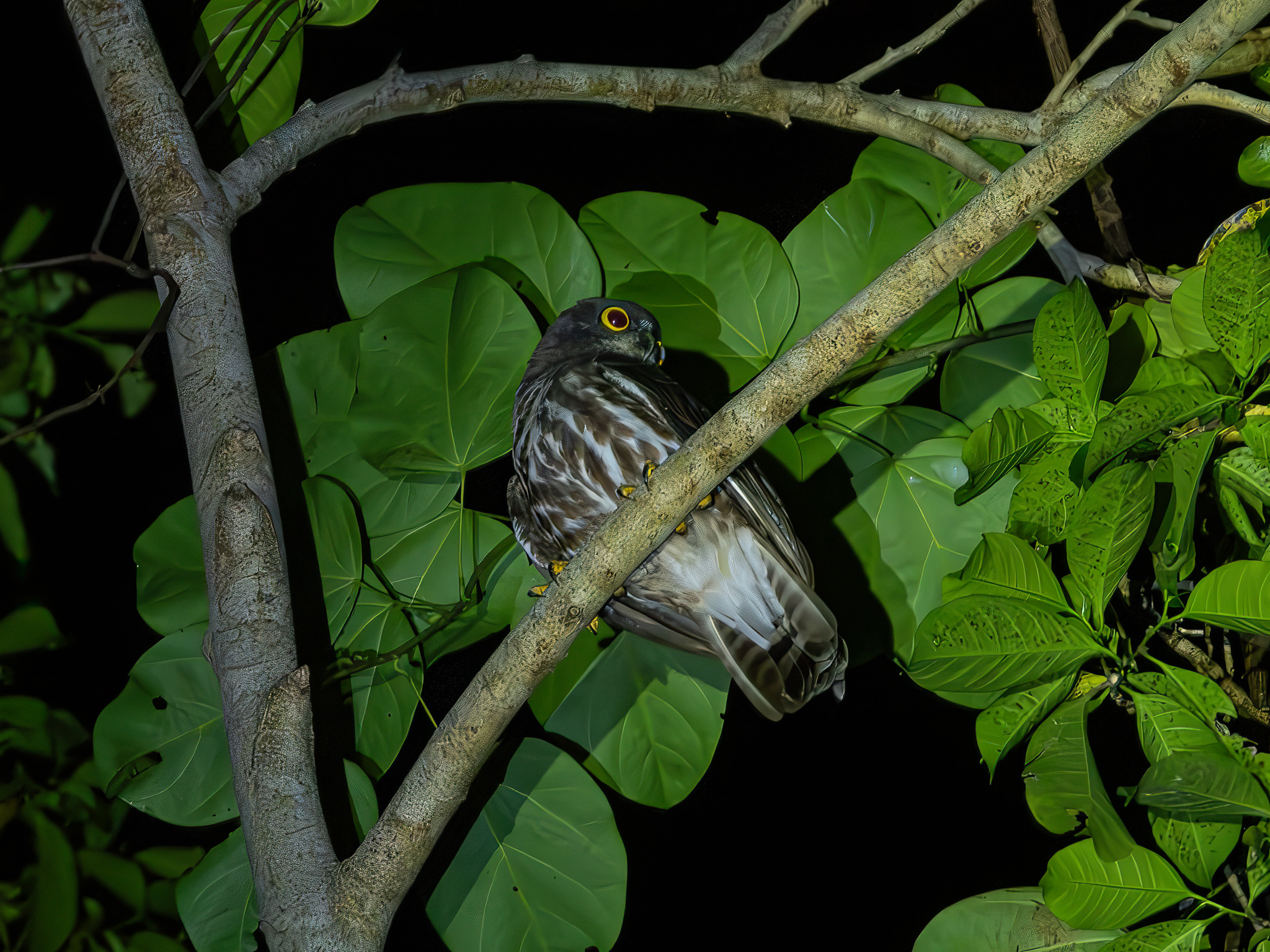 Northern Boobook (Ninox japonica), photo 1