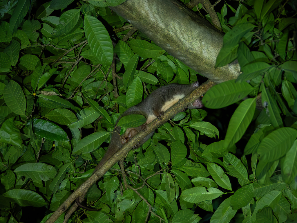 Small Sulawesi Cuscus
