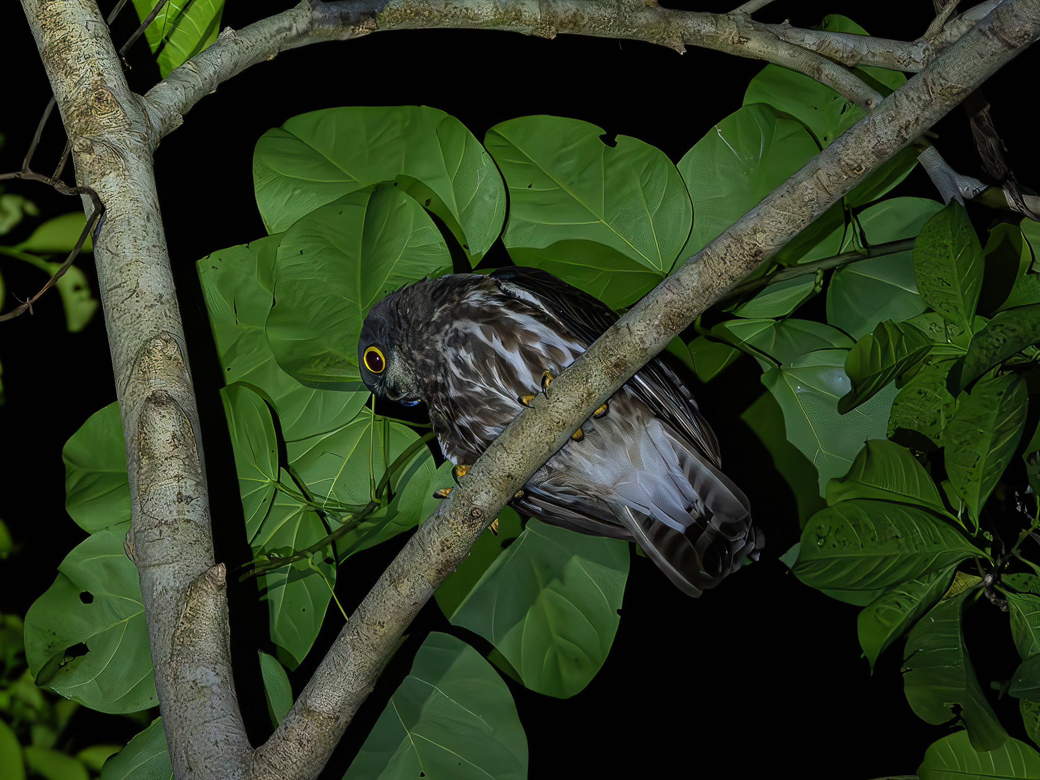 Northern Boobook (Ninox japonica), photo 2