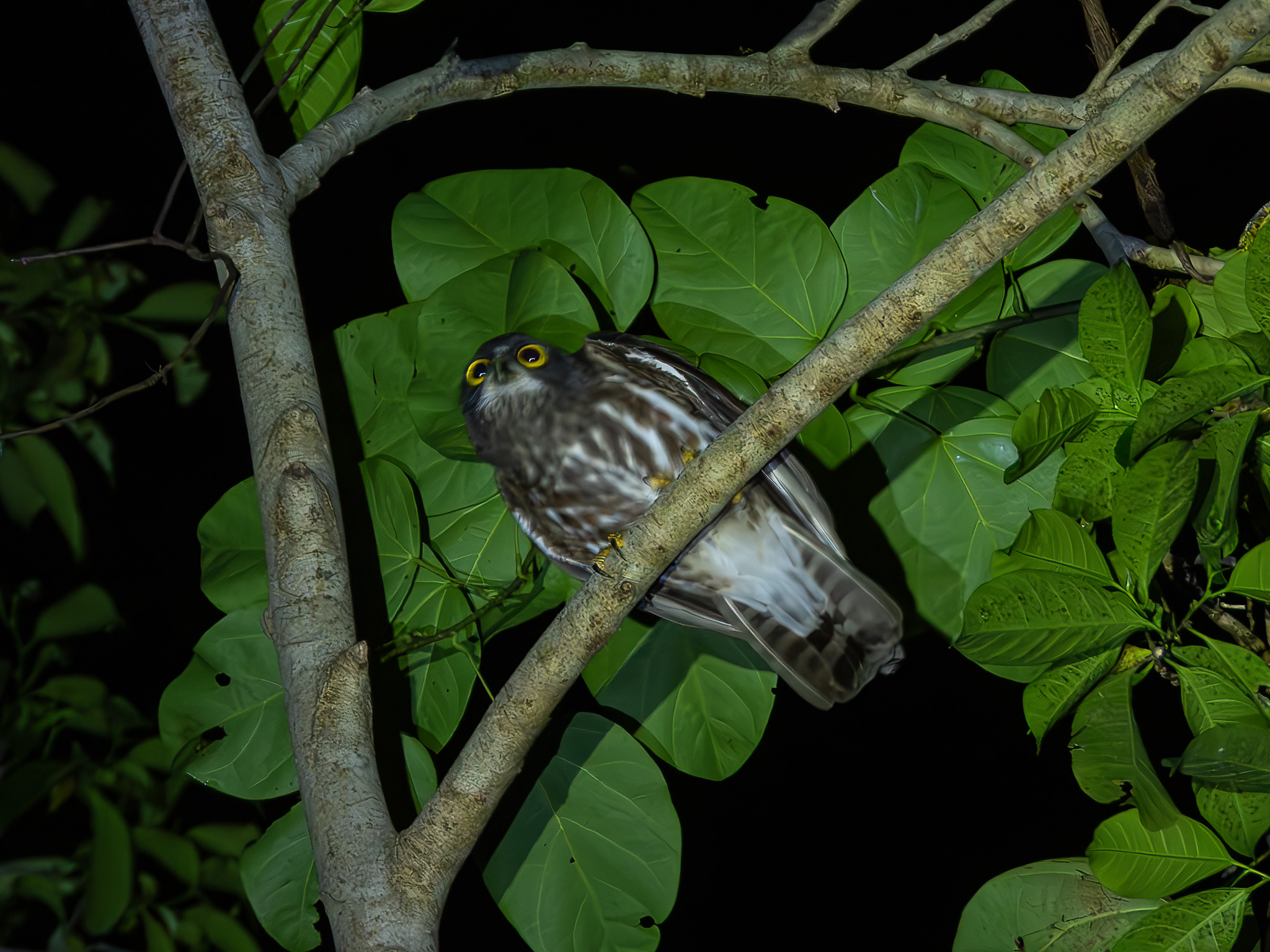 Northern Boobook (Ninox japonica), photo 3