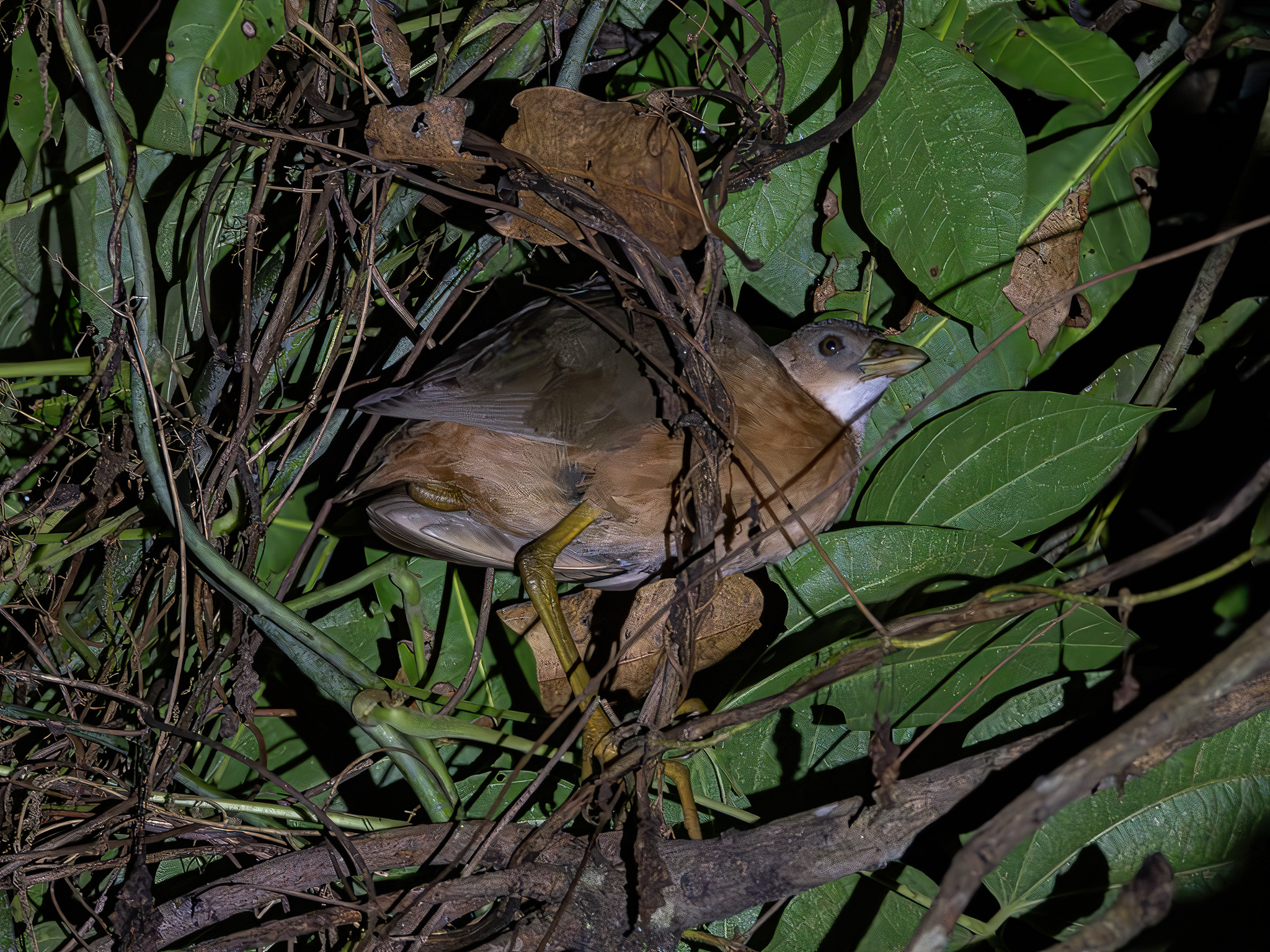 Isabelline Bush-hen (Amaurornis isabellina), photo 5