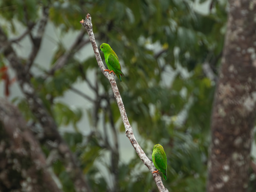 Great Hanging Parrot (Loriculus stigmatus), photo 3