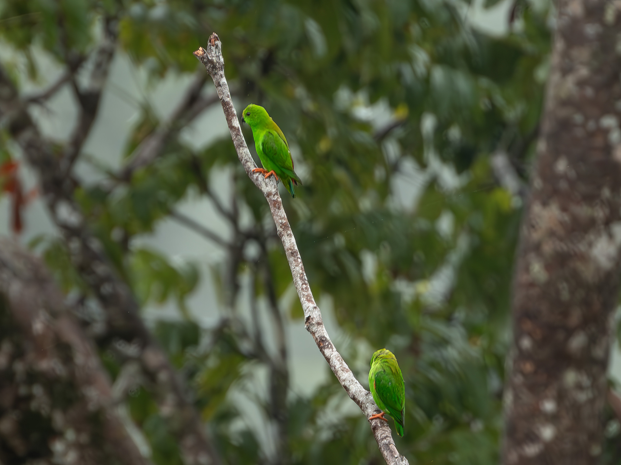 Great Hanging Parrot (Loriculus stigmatus), photo 4
