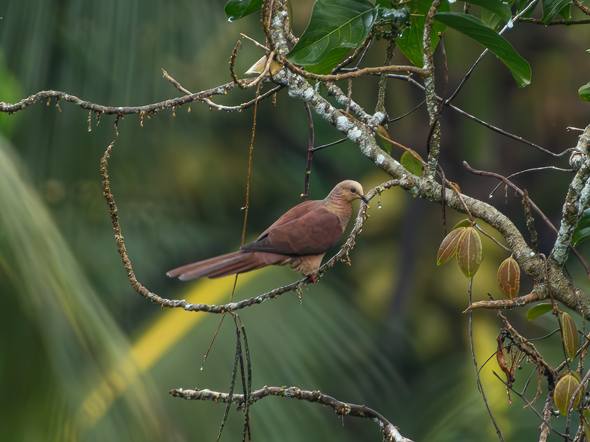 Sultan's Cuckoo-Dove (Macropygia doreya), photo 3