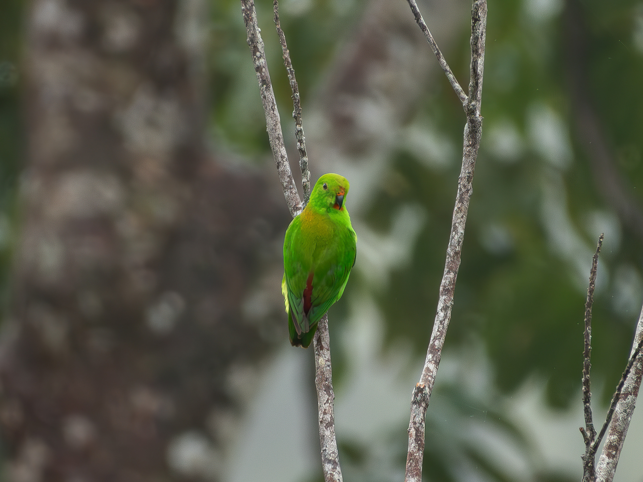 Great Hanging Parrot (Loriculus stigmatus), photo 5